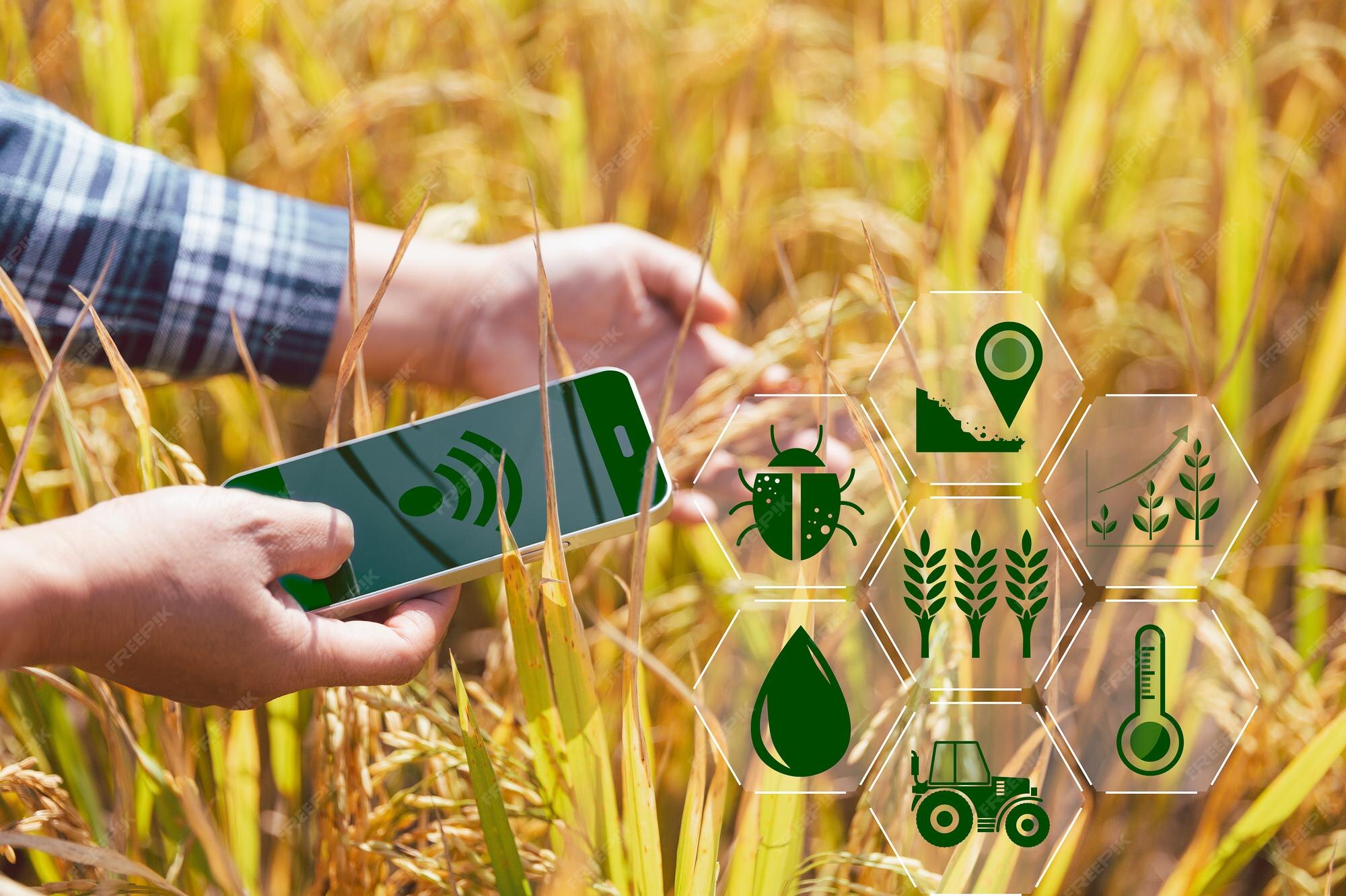 Sensor de nivel en campo de arroz